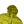Load image into Gallery viewer, Stone Island Olive Crinkle Reps Down Puffer Jacket - XL
